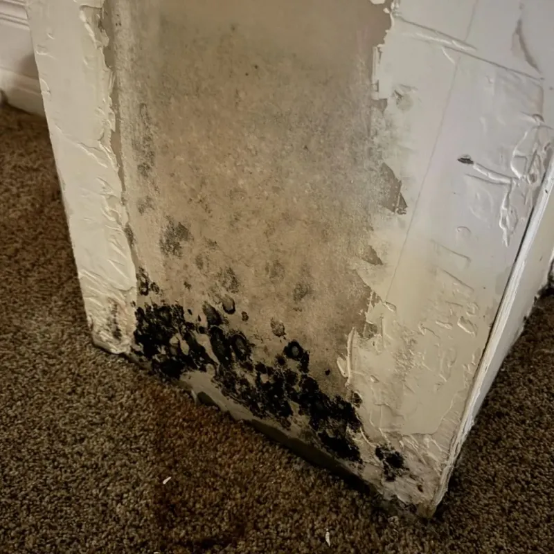Professional Mold Removal in Barnstable, MA
